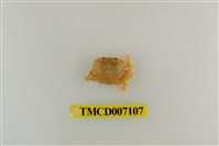 藏品(短刺伊氏蟹)的圖片